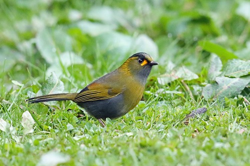 小次郎丸さん専用 台湾産 旅鳥 縁起物 鳥 黄色い鳥 ウグイス 高麗