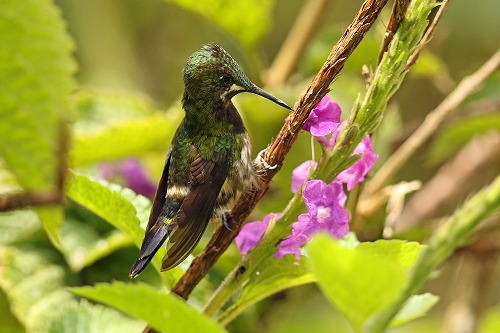 エクアドル ハチドリ