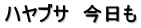ハヤブサ　今日も