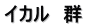 イカル　群