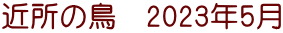 近所の鳥　2023年5月