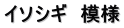 イソシギ　模様