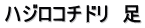 ハジロコチドリ　足