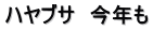 ハヤブサ　今年も