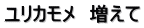 ユリカモメ　増えて
