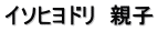 イソヒヨドリ　親子