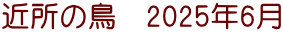 近所の鳥　2025年6月