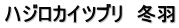 ハジロカイツブリ　冬羽