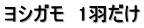 ヨシガモ　1羽だけ