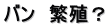 バン　繁殖？