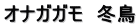 オナガガモ　冬鳥