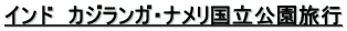 インド　カジランガ・ナメリ国立公園旅行 