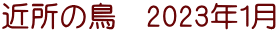 近所の鳥　2023年1月