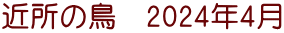 近所の鳥　2024年4月