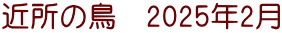 近所の鳥　2025年2月