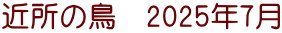 近所の鳥　2025年7月