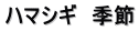 ハマシギ　季節