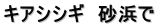 キアシシギ　砂浜で