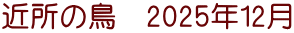 近所の鳥　2025年12月