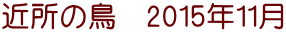 近所の鳥　2015年11月