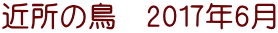 近所の鳥　2017年6月
