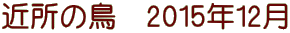 近所の鳥　2015年12月