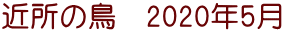 近所の鳥　2020年5月