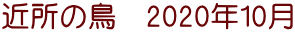 近所の鳥　2020年10月