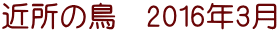 近所の鳥　2016年3月