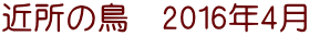 近所の鳥　2016年4月