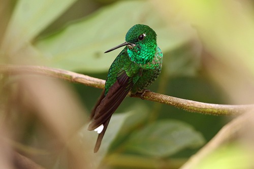 エクアドル ハチドリ