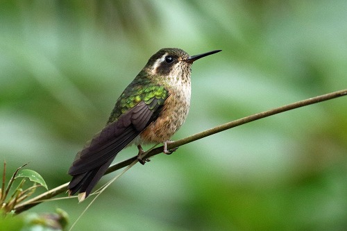 エクアドル ハチドリ